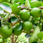 Green limes on a tree. Lime is a hybrid citrus fruit, which is typically round, about 3-6 centimeters in diameter and containing acidic juice vesicles. Limes are excellent source of vitamin C.